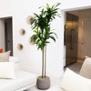 Nearly Natural 7-ft Artificial Dracaena Tree with Real Touch Leaves - 4 of 4