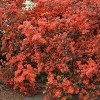 2.5qt Trouper Azalea Plant with Pink Blooms - National Plant Network: Perennial Shrub for Garden Beds & Containers - 4 of 4