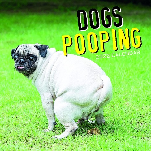 why do dogs poop on walls