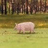 Breyer Animal Creations CollectA Farm Life Collection Miniature Figure | Sow - 4 of 4