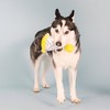 PetShop by Fringe Studio Time to Celebrate Dog Plush Toy - 4 of 4