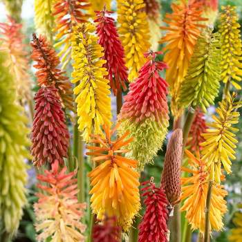 5ct Kniphofia Red Hot Poker Mixture Roots - Van Zyverden