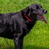Country Brook Petz Deluxe Reflective Nylon Dog Collar - 2 of 4