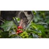 Premium Kopi Campur (Kopi Luwak) From Indonesia Wild Palm Civets Coffee Beans, Medium Roast, 250 Grams - 4 of 4