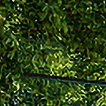 transparent color