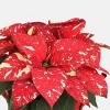 Holiday 6" Red/White Poinsettia Live Plant - Good Little Garden™ - 2 of 4