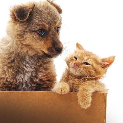 Imagen de producto 4