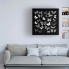 Canvas Wall Art - Tom Quartermaine 'Black and White Butterflies Square' Wall Art for Living Room, Bedroom, or Office Décor by Trademark Fine Art - 24 - 3 of 4