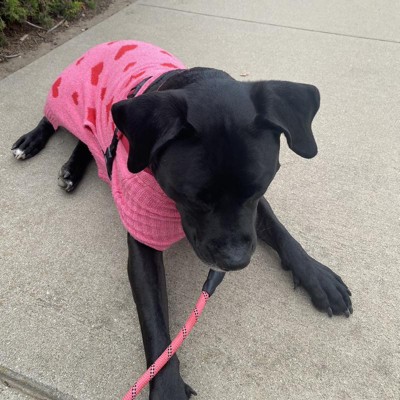 Smiley Face Dog Graphic Sweatshirt - Xl - Boots & Barkley™ : Target