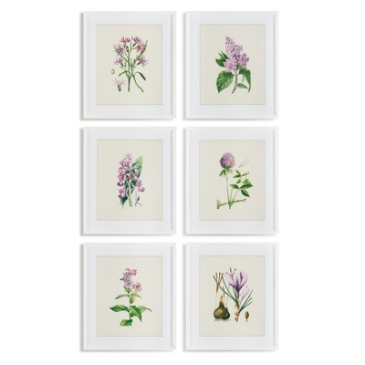 Plum & Post Flower Study Prints Set of 6