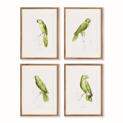 Plum & Post 17.75"W x 1"D x 23.5"H Parrot Illustrations In Green Framed Wall Art Set of 4
