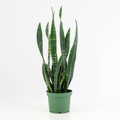 Black Coral Snake Plant - National Plant Network