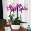 Live 4" Pink Duo Orchid Houseplant in Dot Planter - 4 of 4