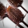39"H Sullivans Natural Burgundy Thistle Spray, Purple - 2 of 2