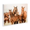 Stupell Industries Horse & Foals Photography, 19" x 13" - 3 of 4