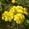 Winter Jasmine 2.5qt U.S.D.A. Hardiness Zones 6-10 - 1pc - National Plant Network: Drought Tolerant Perennial, Full Sun to Partial Shade - 3 of 3