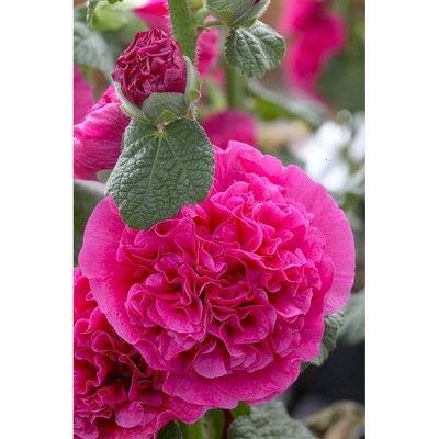  Van Zyverden Set of 5 Hollyhocks Double Roots Pink 