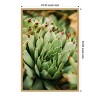 Amanti Art Succulent Whorl by Javier Pardina Canvas Wall Art Print Framed - 3 of 4