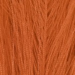 aurantium