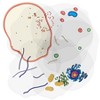 Roylco® See-Through Animal Cell Builder - 2 of 3