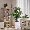 Dracaena Artificial Plant Indoor with Planter, Faux Dracaena Tree No Maintenance, Decorative Tall Fake Plants with Trunks and Realistic Leaves - 4 of 4
