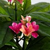 Nearly Natural 5-ft Plumeria Tree UV Resistant (Indoor/Outdoor) - 4 of 4