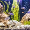 Unique Bargains Aquarium Decoration Fish Hiding Ceramic Cave Brown 7.09"x3.62"x2.36" 1 Pc - 2 of 4
