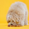 Oinkies Hartz Meat House & Veg Heart Kabobs Dog Treat with Chicken, Duck, Carrot and Sweet Potato Flavor - 8.8oz - 3 of 4