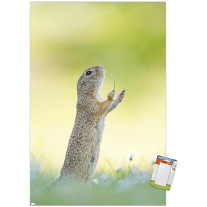 Trends International The Comedy Wildlife Photography Awards: Perdita Petzl - Conducting Unframed Wall Poster Prints - 1 of 4