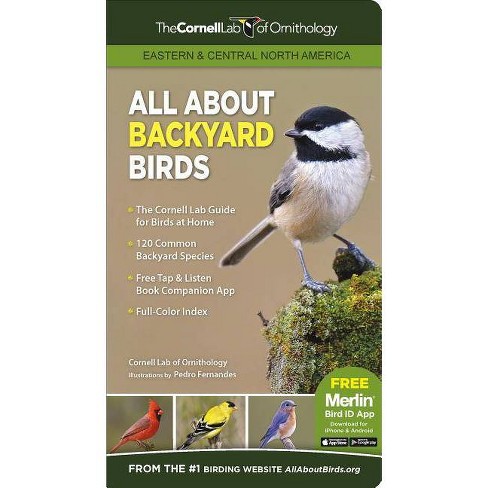 Black-capped Chickadee Identification, All About Birds, Cornell