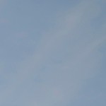 montalcino elm