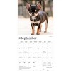 BrownTrout Chihuahua Puppies 2026 12"x24" Hanging Square Wall Calendar Plastic-Free - 4 of 4