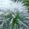 3pc White Muhly Grass with White Blooms - National Plant Network: Perennial Ornamental Grass, Full Sun, Zone 6-10 - 3 of 4
