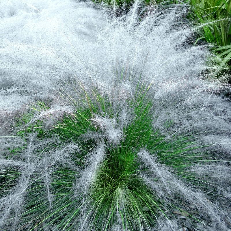3pc White Muhly Grass with White Blooms - National Plant Network, 4 of 6