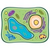 Roylco® See-Through Plant Cell Builder - 3 of 3