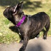 Country Brook Petz Martingale Heavyduty Training Collar with No Buckle - Service Collar for All Dogs - Vibrant, Colorful Collection - 2 of 4