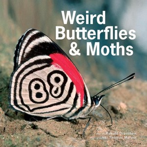 Weird Butterflies and Moths - by  Orenstein (Hardcover) - 1 of 1