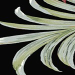 simone black tropical