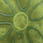 green tea with bonus bag (3 pieces)