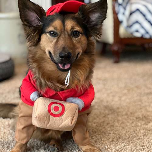 user image by @diariesofdewey, Halloween Target Delivery Dog and Cat Frontal Costume - Hyde & EEK! Boutique™