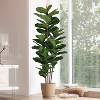 MaseiKar Faux Fiddle Leaf Fig Tree 6 FT - Artificial Ficus Tree with Tall Artificial Plants 69 Fiddle Leaves Greenery - Lifelike Fake Tree for Home - 3 of 4
