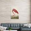  American Flamingo by John James Audubon Unframed Wall Canvas - iCanvas - 2 of 3