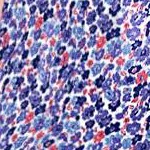 navy blooming ditsy