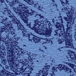 french blue paisley