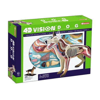 4D Dog Anatomy Model