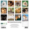 Willow Creek Press 2026 Pomeranians Wall Calendar - 2 of 4
