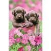 Trends International Keith Kimberlin - Labs Unframed Wall Poster Prints - 4 of 4
