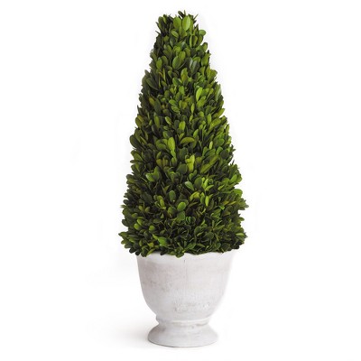 Plum & Post Boxwood Cone Topiary In Pot