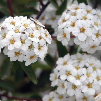 Van Zyverden Spiraea Snowmound 4" Potted Rocketliners White Spiraea in Nursery Pot