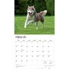 BrownTrout For the Love of Siberian Huskies 2026 14"x24" Hanging Deluxe Wall Calendar Plastic-Free - 3 of 4